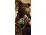 Adopt Monica a RedGoldenOrangeCh estnut Australian Shepherd  Aus