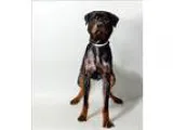 Adopt Bear a Rottweiler  Mixed dog in Columbus OH (15405077)