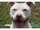 Adopt Champ a Pit Bull Terrier