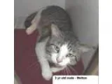 Adopt Melton a Domestic Short Hair