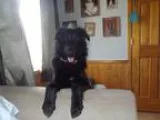 Adopt Jeter a Black - with White Flat-Coated Retriever  Mixed do