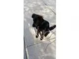 D7 Litter-Faline - Female Hound (Unknown Type) Mix