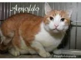 Adopt Arnoldo a Orange or Red (Mostly) Domestic Shorthair  Mixed