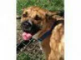 Adopt LauraTransfered to humane society a Shepherd