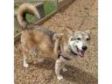 Frankie - Male Wheaten TerrierCairn Terrier Mix