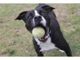 Adopt Lucky a Border Collie Pit Bull Terrier