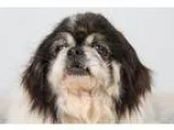 Adopt Camille a Pekingese  Mixed dog in Colorado Springs CO (154