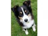 Adopt Stevie Nicks - MINI AUSSIE a Tricolor (TanBrown and Black 