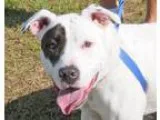 Adopt REX a White - with Black Labrador Retriever  Mixed dog in 