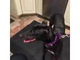 Adopt Norma Jean (AKA Dirty Hippie) a Greyhound