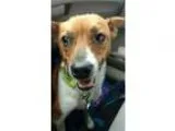 Adopt Bentley a TanYellowFawn - with White Jack Russell Terrier 