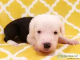Old English Sheepdog Puppy