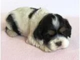 AKC Puppy 3