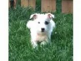 Adopt Lizzie a White - with Black Jack Russell Terrier dog in Mo