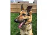Adopt Nahla a German Shepherd Dog