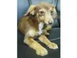Adopt Nestle- Adoption Pending a Brindle - with White Terrier (U