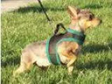 Adopt Gabby a Miniature Pinscher