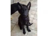 Adopt Koga a Black - with White German Shepherd Dog  Mixed dog i