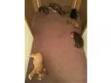 Lab Mix Puppies Need Homes