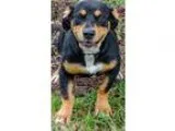 Adopt 60721 JellyBean a Black - with Tan Yellow or Fawn Basset H