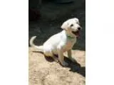 Adopt Dallas a Dachshund