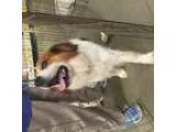 Adopt Buster a Spaniel Cocker Spaniel