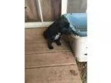 Adopt Lab Mix Puppies a Black - with White Labrador Retriever  M