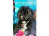 Adopt Wednesday a Shih Tzu  Mixed dog in Sparks NV (15497383)