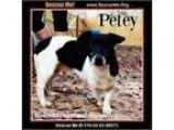 Adopt Petey a Rat Terrier Jack Russell Terrier