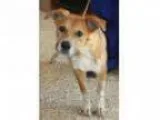 Adopt HUNTER a German Shepherd Dog  Labrador Retriever  Mixed do