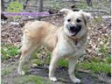 Adopt Seth playful and chill a Tibetan Spaniel Spaniel