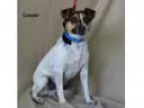 Adopt Chance a Jack Russell Terrier Mixed dog in Alpharetta GA