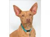 Adopt Johnny Rocket a Dachshund  Mixed dog in San Luis Obispo CA