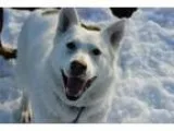 Adopt Judo a Husky