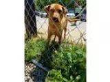 Adopt Coral a RedGoldenOrangeCh estnut Labrador Retriever  Mixed