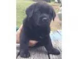Adopt Rain Dancer a Newfoundland Dog