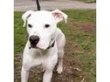 Adopt Gardenia a White American Staffordshire Terrier  Mixed dog