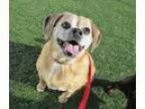 Adopt Abby a Pug Beagle