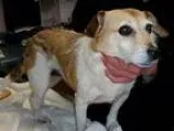 Adopt Mazy a Tricolor (TanBrown and Black and White) Jack Russel