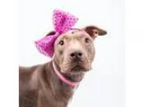 Adopt Diamond a BrownChocolate American Pit Bull Terrier  Mixed 