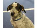 Adopt Henry a Black - with White Australian Cattle Dog  Mixed do