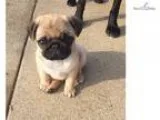pug - Spunk