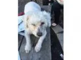 Adopt Francis a White Poodle (Miniature)  Bichon Frise  Mixed do