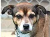 Adopt MIsti a Beagle Terrier