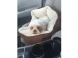 Adopt Penie a White Shih Tzu  Mixed dog in Naples FL (15445745)