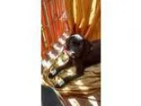 Adopt Fritto a Labrador Retriever
