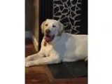 Adopt Polo a TanYellowFawn Labrador Retriever  Mixed dog in Dent