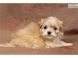 Wanting small breed puppie