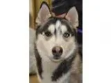 Adopt MIKAIL a GrayBlueSilverSal t and Pepper Siberian Husky  Mi