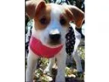 Adopt Joanie a Beagle
